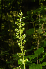 Orchidee, Grüne Blüte des Großes Zweiblatt, im Wald 