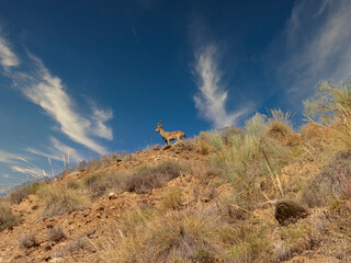 mountain goat in the field near Ugijar