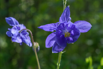 Blüte der blauen wilden Akelei im Wald