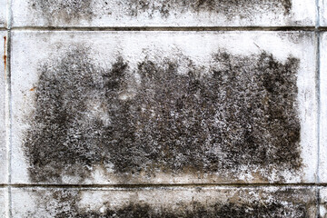 Fungus and dirt on concrete wall.