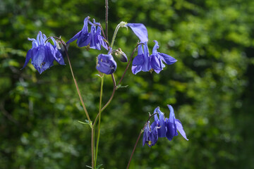 Blüte der blauen wilden Akelei im Wald