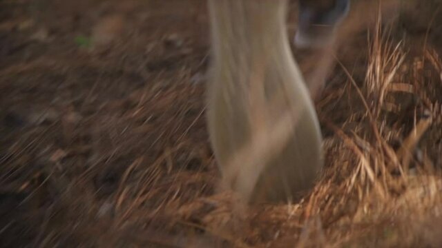 Close up of sneakers running though pine covered forest floor