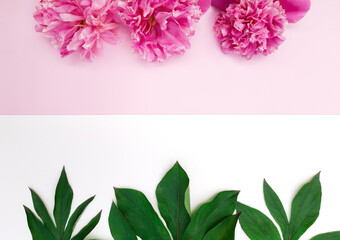 Composition of line pink peonies on a pastel pink background, leaves on a white. Fresh flowers. Advertising floral content for Birthday, Valentines Day, Womens day. Top view, close up, copy space