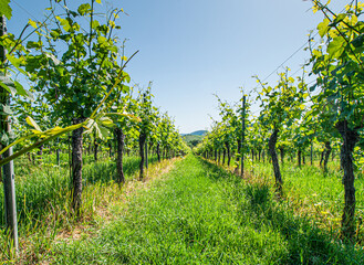 Fototapeta na wymiar creative wide view through a vineyard
