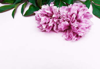 Composition of purple peonies, leaves on a white background. Fresh flowers. Advertising floral banner, poster for Birthday, Valentines Day, Womens day. Flat lay, top view, close up, copy space