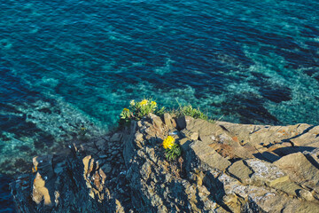 Fototapeta na wymiar top view on alpine flowers on the edge of a steep cliff with turquoise sea background on a summer day at sunrise . Landscape and outdoor concept.