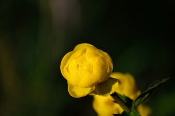 beautiful yellow globeflower in summer sunshine macro photo