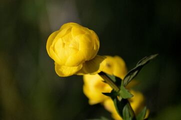 beautiful yellow globeflower in summer sunshine macro photo
