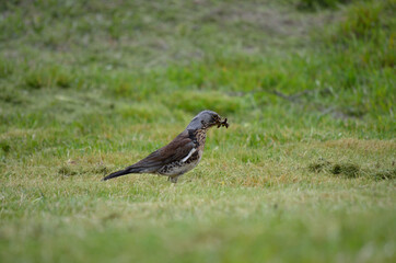 Obraz premium beautiful thrush bird wandering and jumping on green summer grass digging up worms and feeding