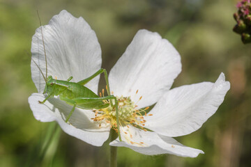 Zartschecke auf  Waldanemone