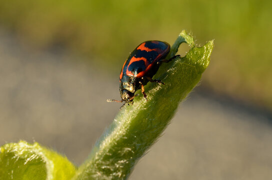 Glischrochilus quadripunctata beetle wandering on a green plant stem in summer