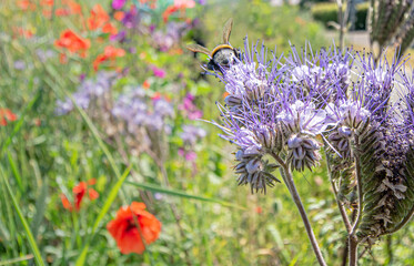 Close-up of a bumblebee pollinating with meadow field in the background