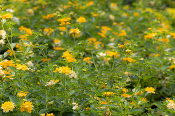 mini flowers field in national park.