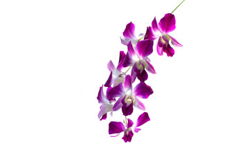 white and purple orchid with white isolated.