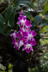 white and purple orchid in the garden.