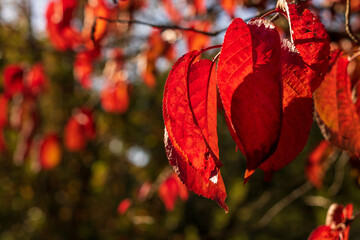 Beautiful autumn colours as forest leaves begin to turn red, orange and yellow. Vibrant natural seasons changing in national parks.