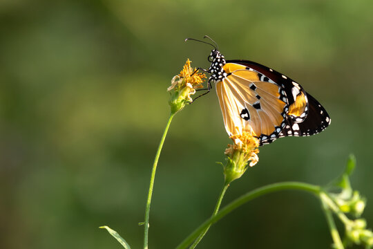 butterfly on a flower with nature  background.