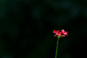 Fototapeta premium mini red flower on black background