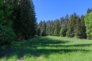 Fototapeta na wymiar Waldwiese im Nadelwald bei Sonne