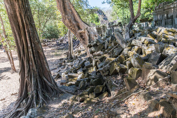 Beng Mealea temple ruins and banyan tree, the Angkor Wat style located east of the main group of temples at Angkor, Siem Reap, Cambodia.