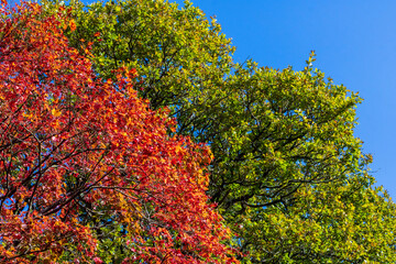 Beautiful autumn colours as forest leaves begin to turn red, orange and yellow. Vibrant natural seasons changing in national parks.