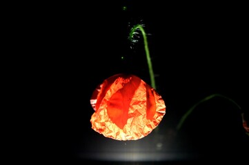 red tulip lit in the dark