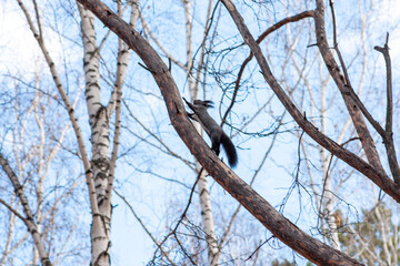 Fluffy squirrel runs on a tree. Autumn forest on a sunny day.