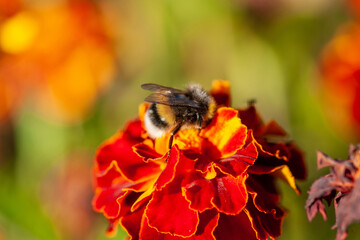 A bee collects honey from  marigold flowers (Tagetes)