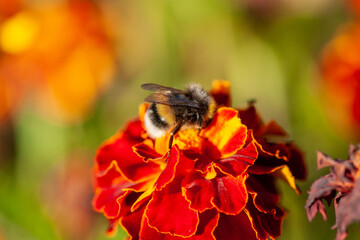 A bee collects honey from  marigold flowers (Tagetes)