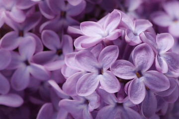 Fototapeta na wymiar Closeup view of beautiful blossoming lilac as background