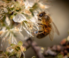 Cute Wildlife Bugs Collecting Pollen From Flowers. Ladybirds, Bees, Honey Bees in Spring Time.