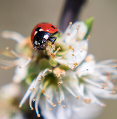 Cute Wildlife Bugs Collecting Pollen From Flowers. Ladybirds, Bees, Honey Bees in Spring Time.