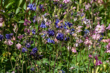 Akeleien Blüte im Garten