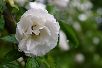 a small white rose in the spring