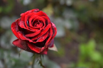 red rose with drops after rain