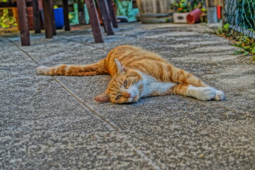 cat on the roof
