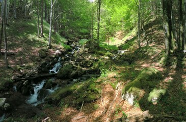 Frühling im Wald bei Aschau