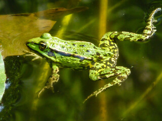 Frosch
