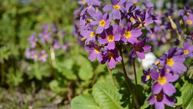 beautiful violet, yellow and purple primula x, pubescens flowers blooming in summer sunshine