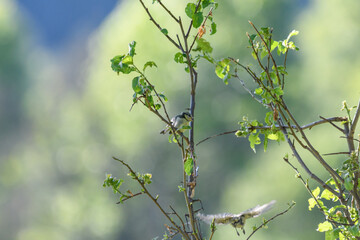 Blaumeisen auf Ast mit grünen Blättern am Morgen