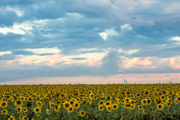 field of sunflowers