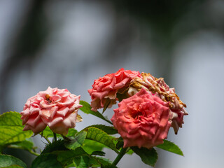 Rose are blooming on the morning