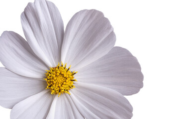 Part of a flower on a white background for designers.