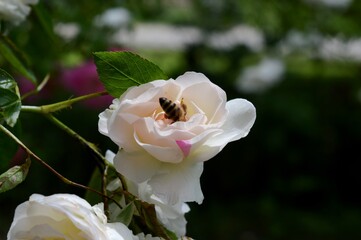 bee on a white rose