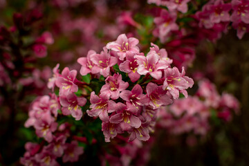 pink hydrangea flowers