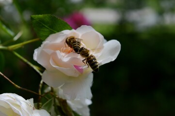 two bees on a rose flower