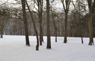 Snow covered wilderness landscape 