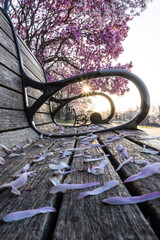 Park bench with magnolia trees and petals.