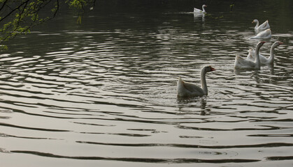 Ducks in Sanjay Lake Park, Trilokpuri, Delhi, India