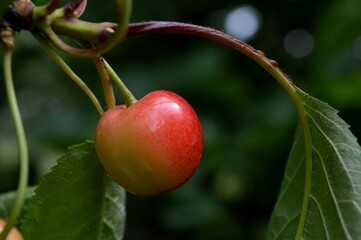 ripe cherries on the branches